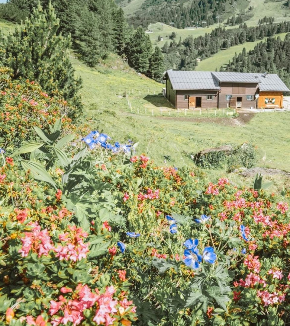 Hotel Schneider Nachhaltigkeit Brettsteinalm Weideland