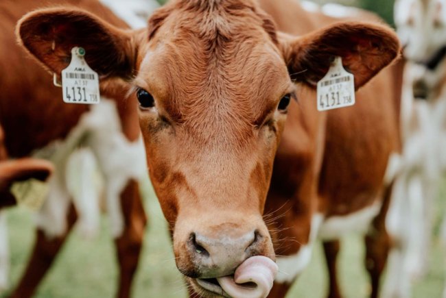 Hotel Schneider Obertauern Pinzgauervieh