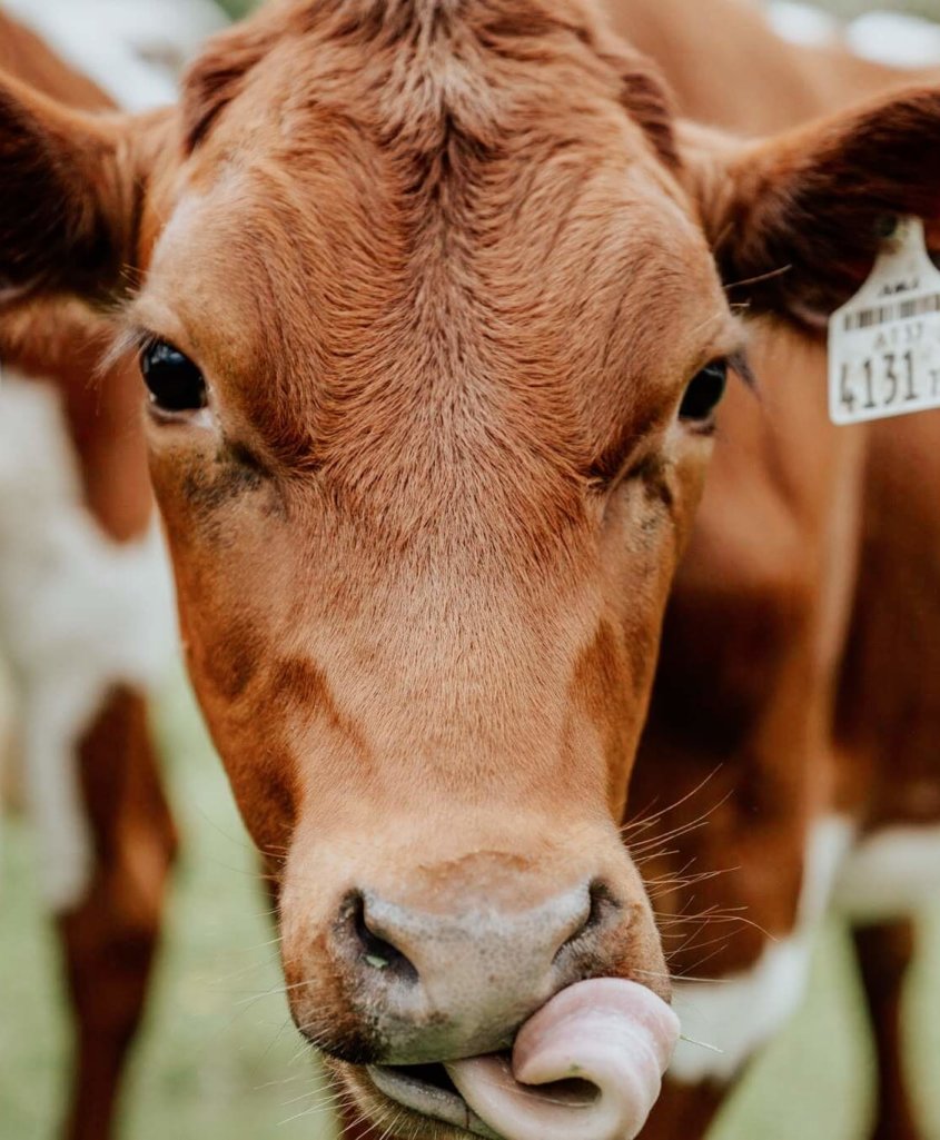 Hotel Schneider Obertauern Pinzgauervieh