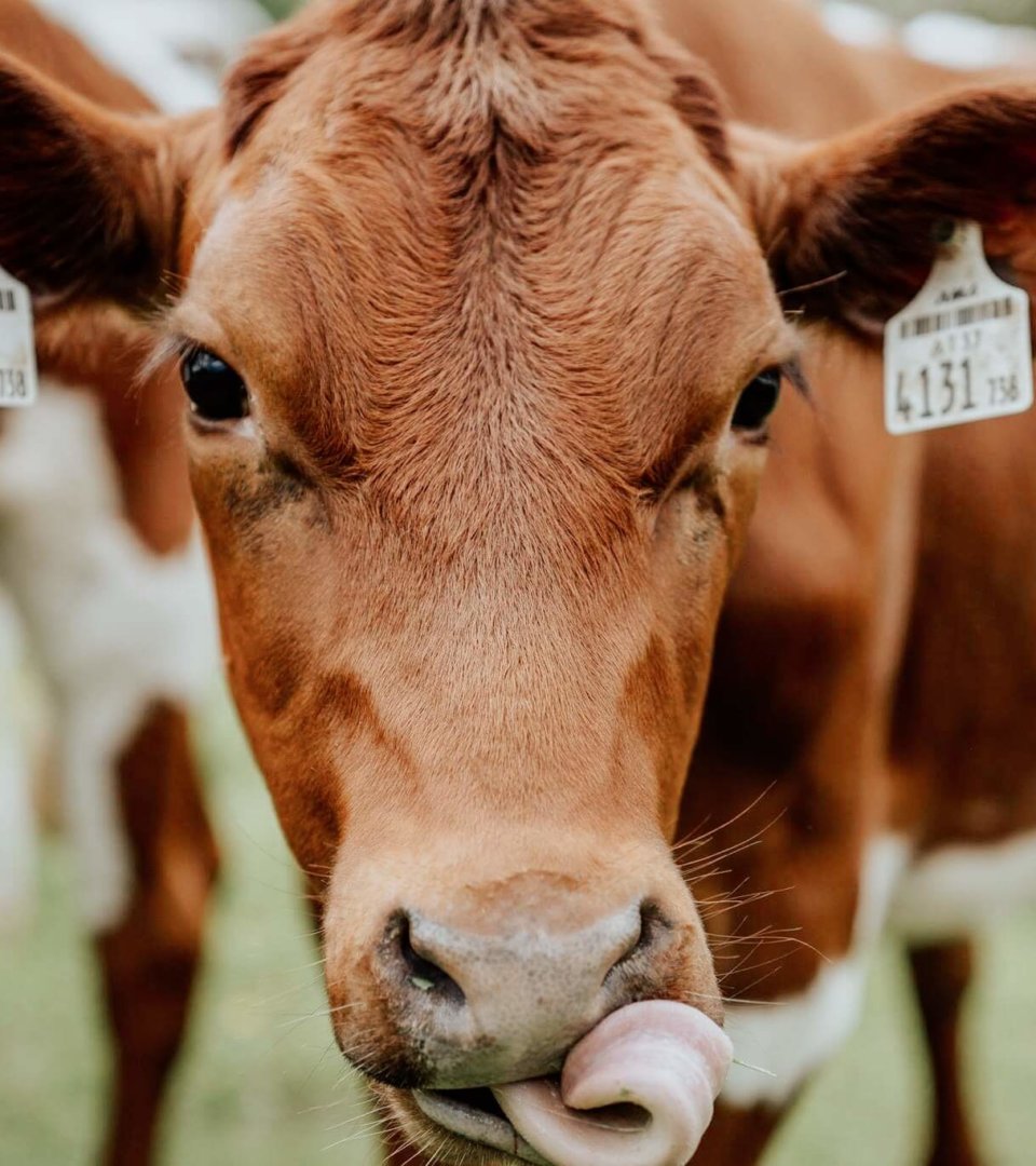 Hotel Schneider Obertauern Pinzgauervieh