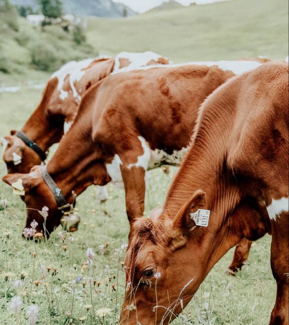 Hotel Schneider Obertauern Landwirtschaft